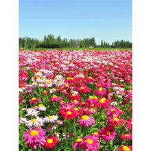 ���x�շN����ò���x�ջ���������ɫ����ω�ļ����N���Ի��N����