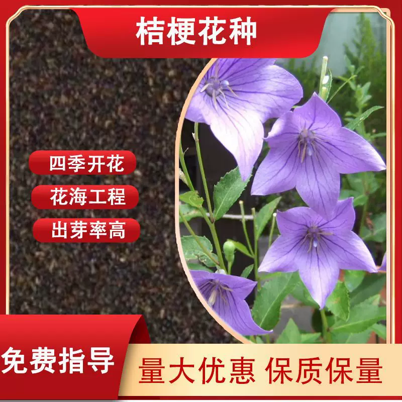 四季易种桔梗花种子生态花海花种籽阳台盆栽室外庭院景观花卉多色