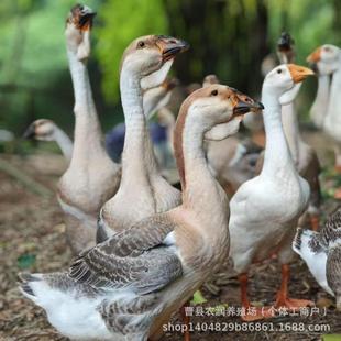 �����Z�ܾ��N�����N���r�ɷ���ɢ�B�F��{�^���Z�ת{�^�����Z