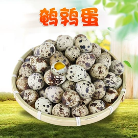 代用/养生茶;苹果;橙