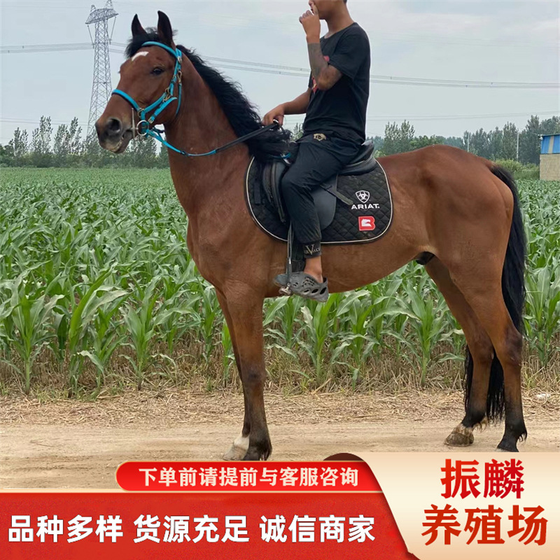 观赏马价格 马匹养殖场活体马匹旅游观光蒙古马驯养温顺骑乘马