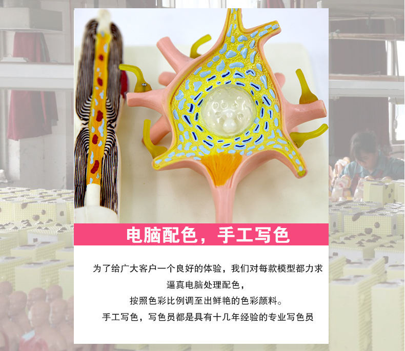 QH4261神经元模型_04.jpg