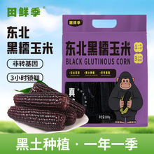 苞米大师田鲜季东北玉米有机黑黄糯玉米软糯代餐主食