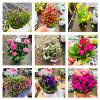 Wholesale various flowers potted courtyards office desktop viewing flowers green plantation orchid chrysanthemum hydrangea lavender plants