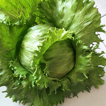 结球生菜种子圆生菜春夏秋四季播生菜种子球形菜种子球生菜生菜籽