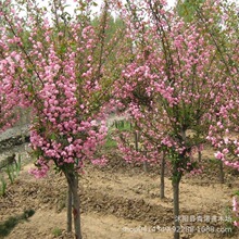 깩ĻطNֲĿ Ęr LG^p