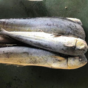 批发陆冻深海鱼 鲯鳅 鬼头刀鱼 可用于市场销售-阿里巴巴