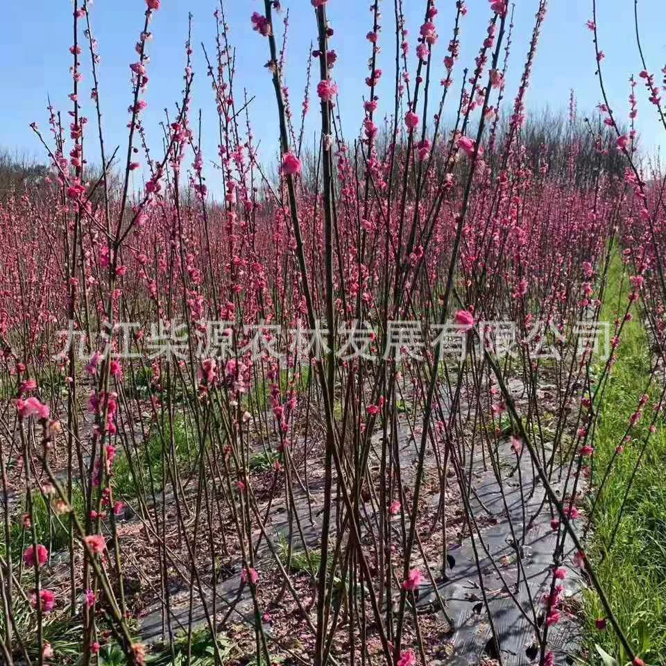 [Полные характеристики] Ред Плам Саженцы Ред Плам 3cm Ред Плам 5cm Ред Плам 10cm Бьюти Плам