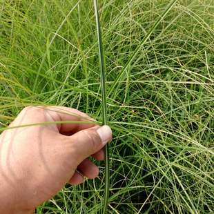 Thin-Leaf Awn Seedlings Perennial Herbaceous Plants Wetland Landscape Greening Projects Gardening Greening Ornamental Grass