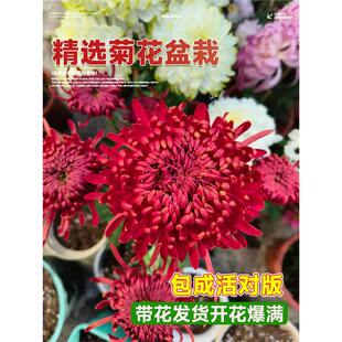 �ջ����Ԏ������҃��⻨��ջ���ֲ����¾�ǧ�^���r���ļ��_����