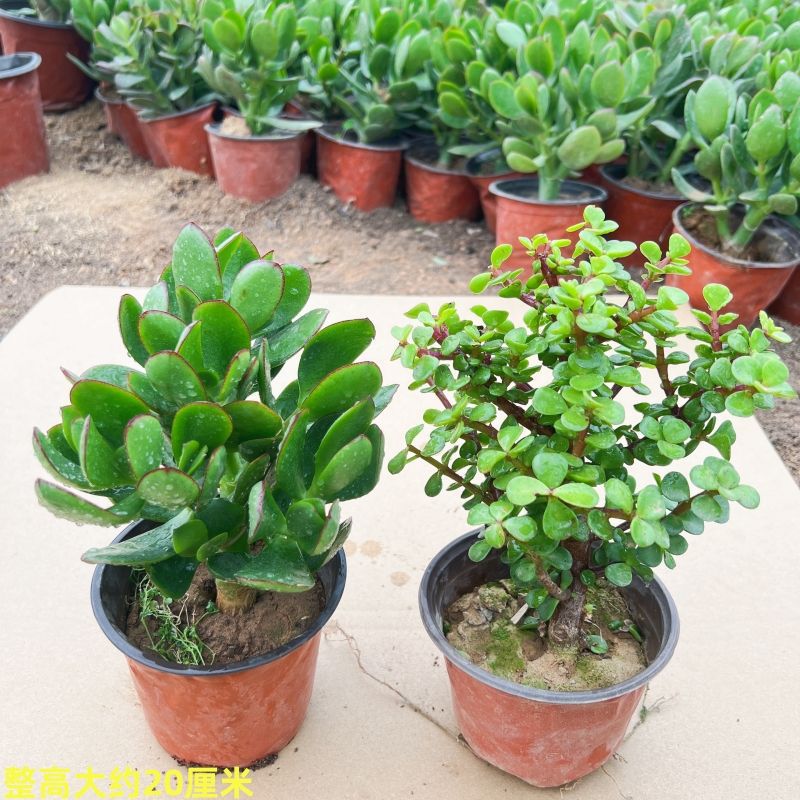 [위수+황금가지와 옥잎] 총 2그루