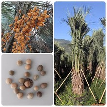 ���l��ľ��N ���^�䡾����Ҭ�ӷN�ӡ� ����Ҭ�ӷN�� �߳�ѿ��