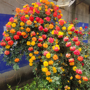 Rose Seedlings, Vines, Large-Flowered Roses, Fragrant Courtyard Climbing Vines, Green Plants, Flower Pots, European Moon Roses, Four-Season Plants