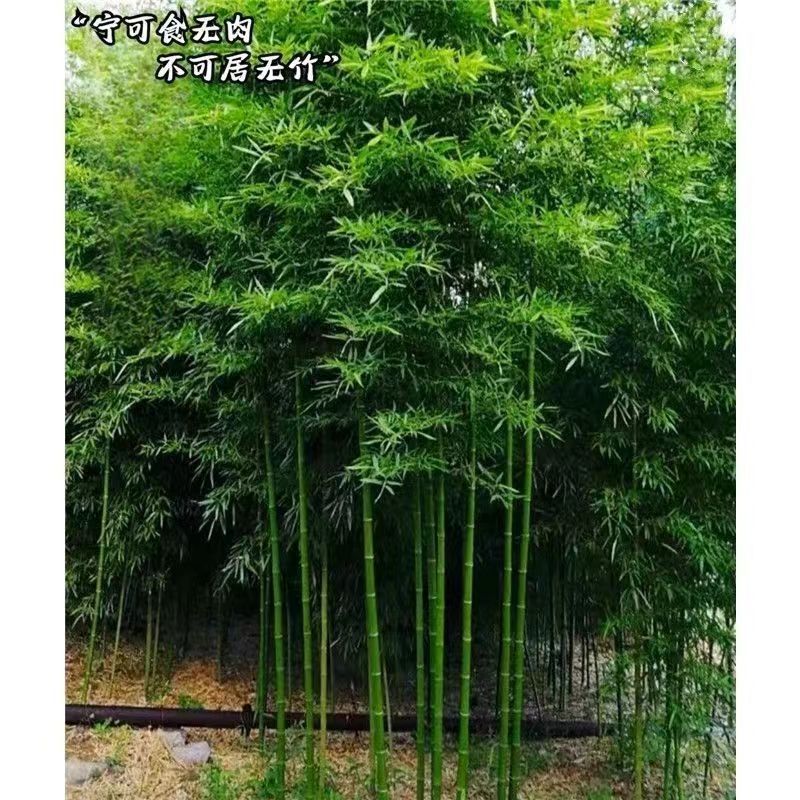 竹子苗庭院植物盆栽四季常青绿化黄金竹苗金镶玉罗汉竹毛竹苗紫竹