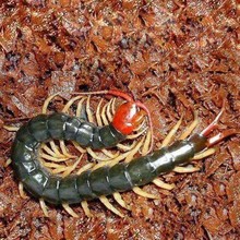 蝎子活的蜈蚣活体土元鲜活虫虎头蜂蟑螂活的蜣螂蛴螬活体黑蚂蚁活
