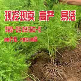 一三年芦笋苗芦笋根苗带土青白芦笋绿色紫色水果芦笋阳台盆栽