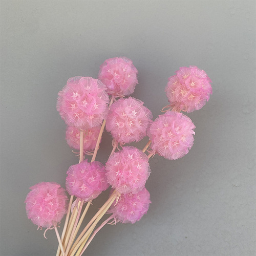 Perennial Flower Single Windmill Fruit Pine Bug Fruit High-end Dried Flower Yunnan Dried Flower Manufacturer Wholesale