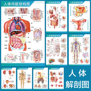 Human Anatomy Color Skeletal Structure Diagram Neuromuscular Five Zang-organs and Six Fu-organs Lymph Schematic Decaning Organ Wall Chart