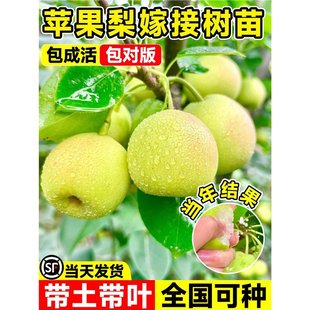 �O��������������޽��ش��������ϱ���ͥԺ�������Ԯ���Y��