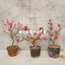 Ҙذ^ˮҘ^pʳÉԵϱNֲ