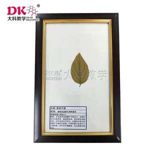 ��ƽ̌W ֲ�ﲡ��֢��˱������׷۲� �r�֌WԺ�̌Wʹ��