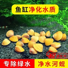 鳑鱼缸清理粪便鲏观赏螺水质净水小河专吃鱼蚬净化繁殖屎黄金河蚌