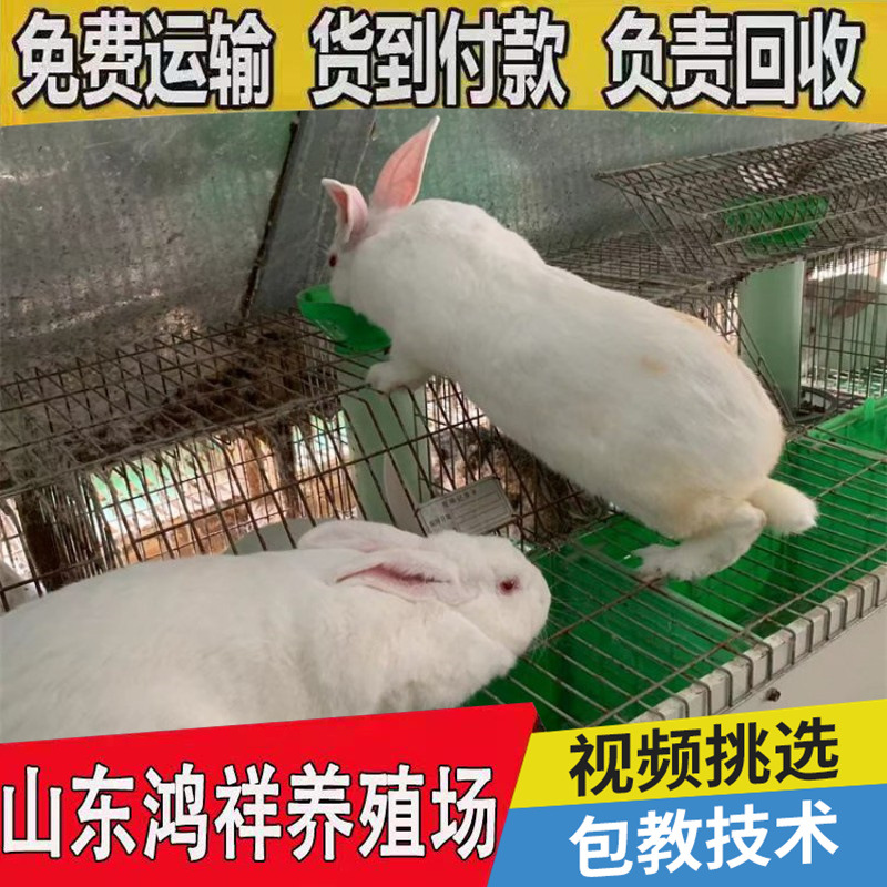 conew_u=1268155884,3509525829&