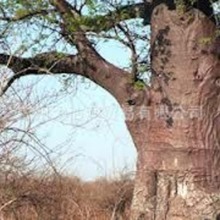 ľ õľ rosewood oil,CAS 8015-77-8 ľ