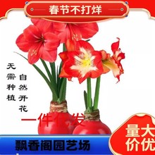 进口鬼魅荷兰朱顶红重瓣种球特大盆栽花卉大种球四季开花植物