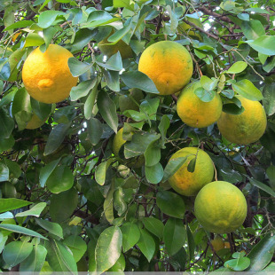 ���㙴���㙴�����㙴�����ݘ��ϱ����Nֲ���Ե��Թ����箔��Y��