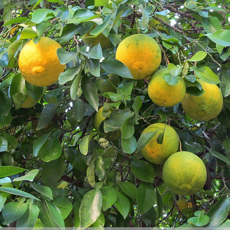 Большой Цитрон Рассада в горшке Посадка плодовых деревьев на юге и севере