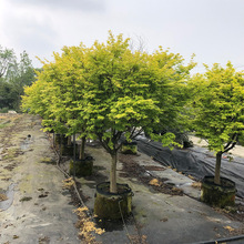 挪威槭黄金枫 成都园林绿化彩叶小乔木 绿化工程苗木 花境植物