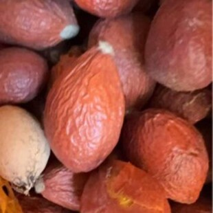 ��ș�����l �F���  �콶���t�~ �F��ɹ� �P�˵�