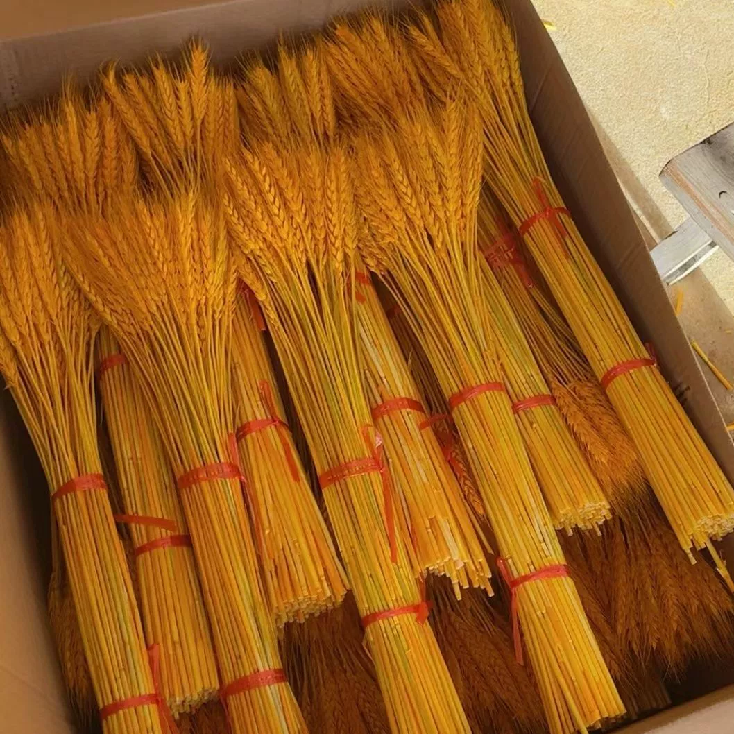 Натуральный ячмень, золотое пшеничное колосо, сушеные цветы