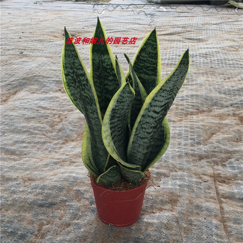 多肉植物金边虎皮兰室内外防辐射吸甲醛美观易养可水培绿植盆栽 种苗花卉网