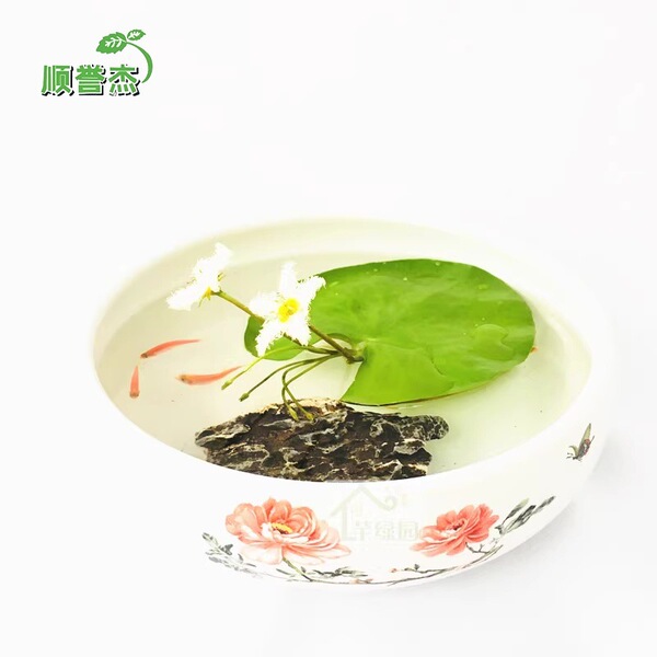 One -leaf lotus no soil aquatic hydroponic plant aquatic aquatic…