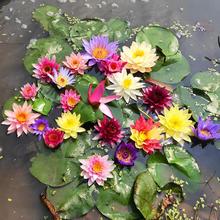 ˯ɏˮ��ֲ���ļ����B���܎���������ˮ�غ���ˮ�B�ɻ������M��