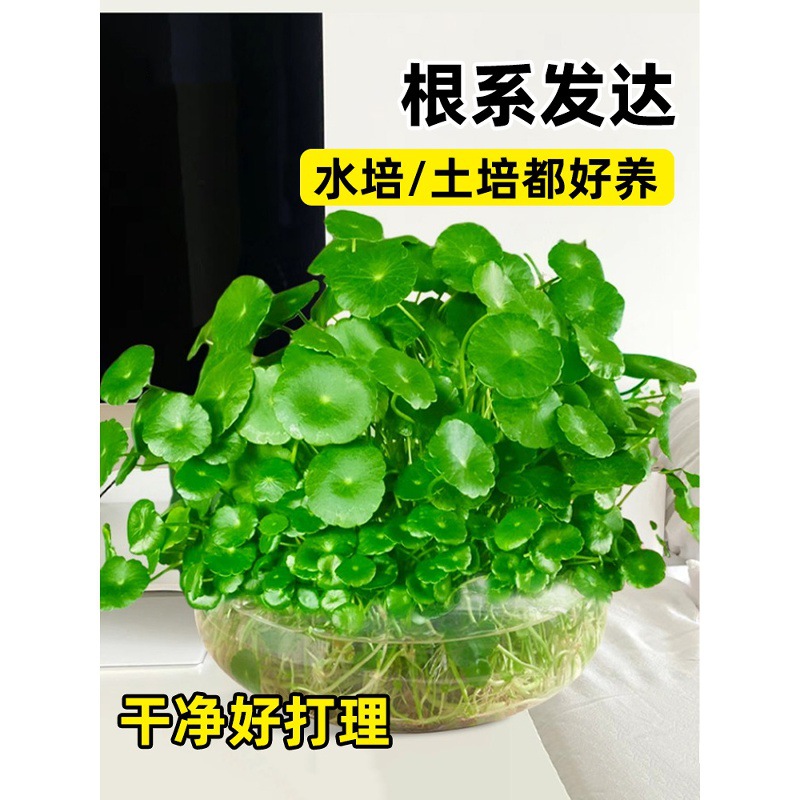 大叶铜钱草水培植物室内好养鱼缸水草专用水养金钱草花卉绿植盆栽