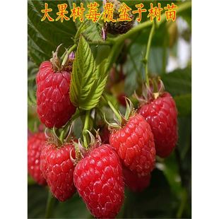 �t��ݮ���縲����Ұ���ژ�ݮ������ͥԺ�Ϸ������Nֲˮ�������