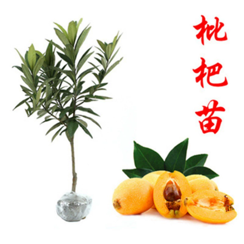 Оптовые большие пятизвездочные саженцы мушмулы в горшках в текущем году плодоношения во дворе Юга и севера посадки саженцев плодовых деревьев в текущем году плодоношения саженцев