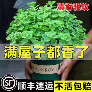 Potted Air-Purifying Plant Indoor Flower Office Desktop Mosquito-Repelling Fun Small Green Plant with a Touch of Fragrance