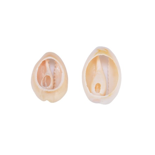 European and American accessories, natural shells and conches, gold-edged shells, sliced ​​shells, decorations, cut-edge shells and conches