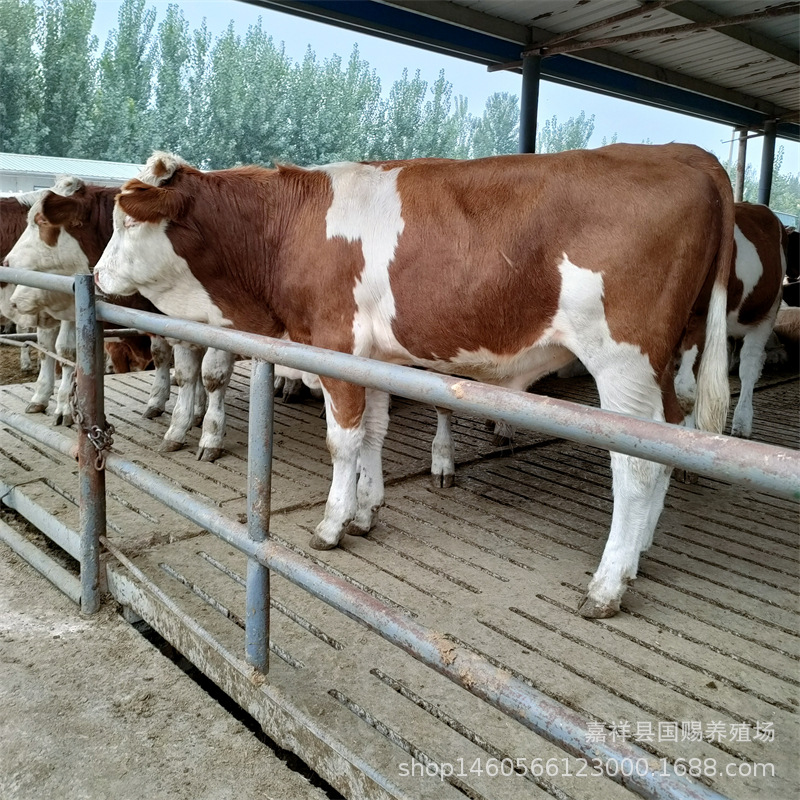 西门塔尔牛养殖场活牛市场行情改良鲁西黄牛肉小牛犊牛苗