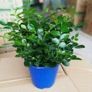 Potted Daphne Odora with Flowers, Indoor Daphne Bonsai, Old Stump Mosquito Repellent, Daphne Seedlings, Evergreen All Seasons