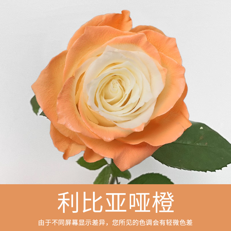 Material de embalaje de flores frescas Agente de tinción en aerosol de flores secas Salsa de ciruela negra Pintura en aerosol de flores Pintura en aerosol de flores Agente de color de flores