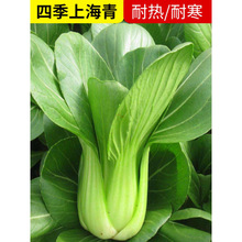 �����Ϻ���N��С����ļ��Ͳ��ѷN�߲˷N�����Ϸ�ȫ���_���~�K��