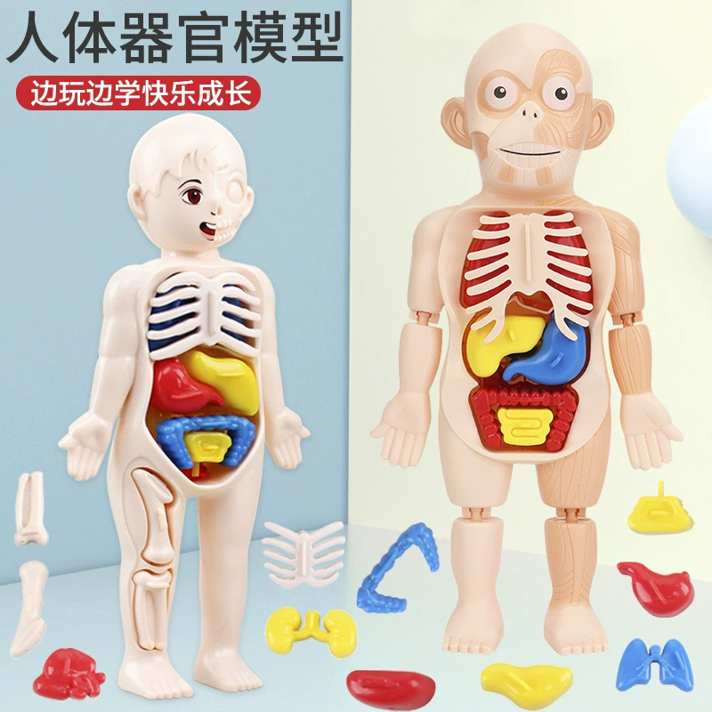 Steam, physiological minifigure, medicine constructor, science and technology, body organs, DIY, early education