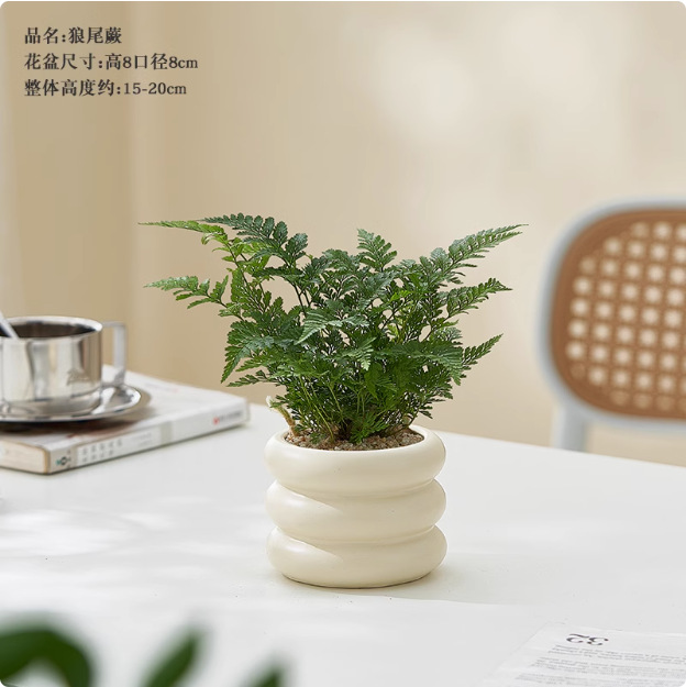 Salón de estar, escritorio de estudio, plantas verdes, resistencia al frío, resistencia a la sombra, fácil mantenimiento de hoja perenne.