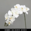 European -style Phalaenopsis white