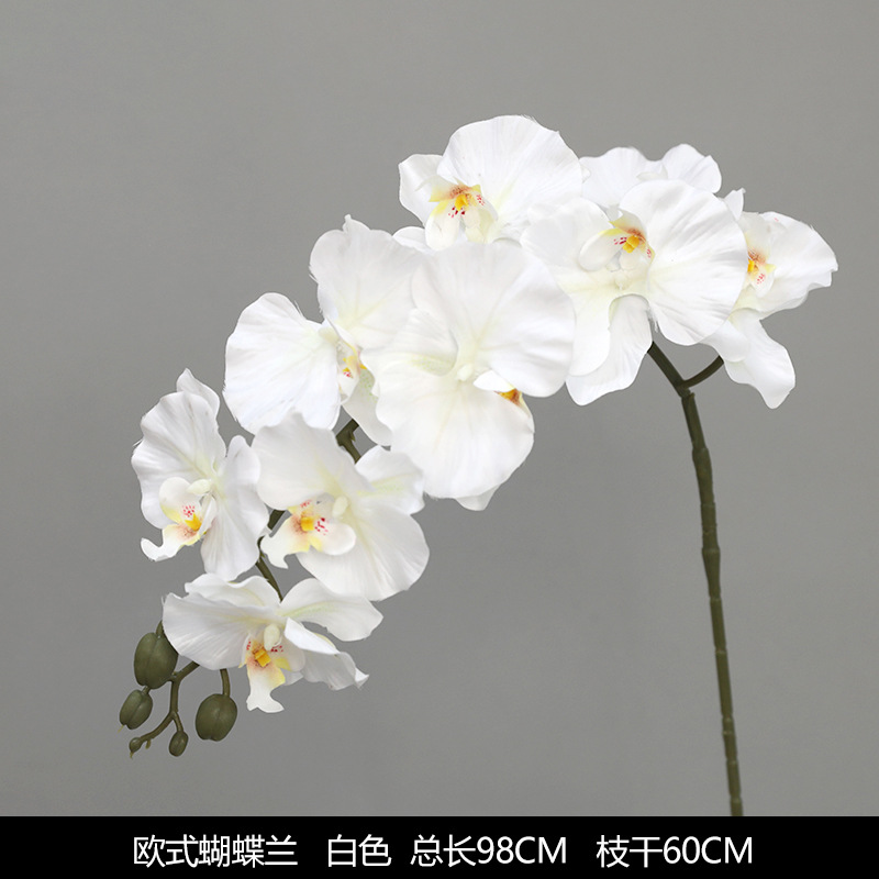 유럽식 호접란 화이트